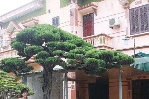 Choáng váng bộ sưu tập siêu cây cảnh triệu đô của nữ đại gia Phú Thọ
