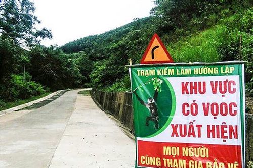 Nỗ lực bảo tồn đàn voọc gáy trắng ở Hướng Hóa