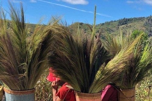 Người dân đổ xô đi 'nhặt' lộc trời đầu năm bất chấp nguy hiểm rình rập