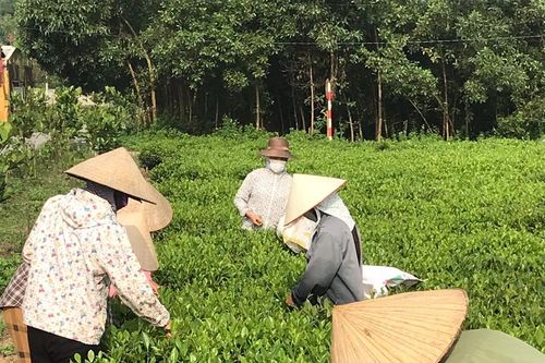Nông dân Hà Nội lo âu vì nền nhiệt giảm sâu