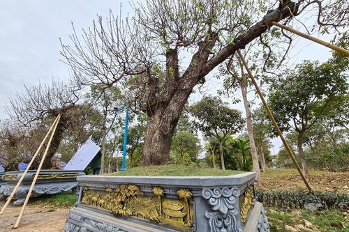 Đào khủng giá 100 triệu xuống phố Hà Nội chờ khách mua chơi Tết
