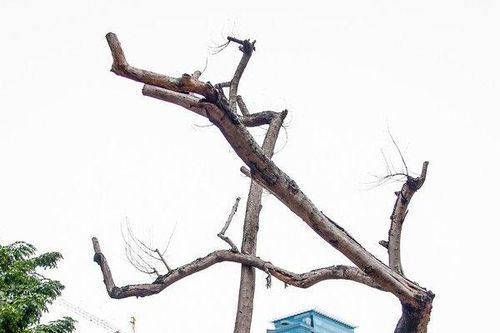 Hà Nội: Xót xa hàng sưa quý héo khô trên đường Nguyễn Văn Huyên