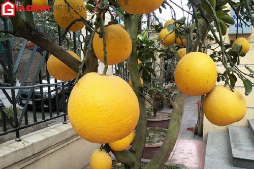 Bí quyết chọn bưởi Diễn ngon, chuẩn dành ăn Tết
