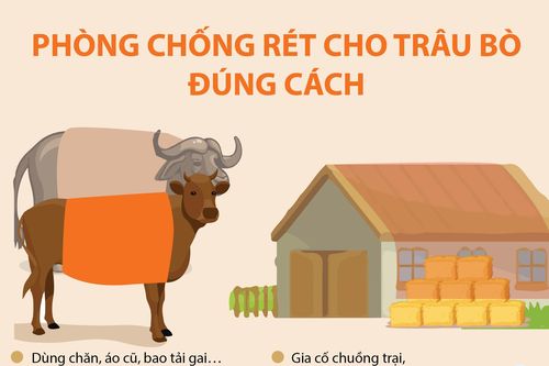 Cách phòng chống rét cho trâu bò đúng cách