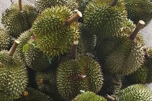 Xúc tiến đàm phán xuất khẩu sầu riêng chính ngạch sang Trung Quốc