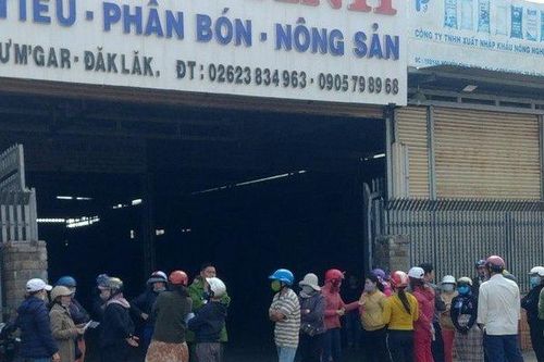 Khốn đốn vì đem hết gia sản đi ký gửi cà phê