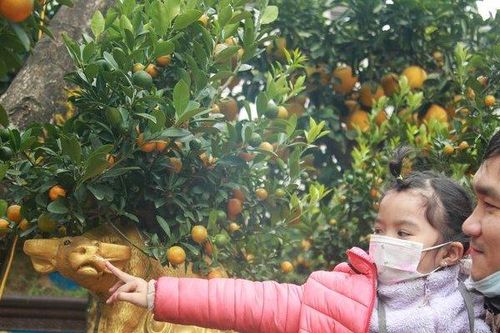 Lạ mắt với 'trâu cõng quất' đón Tết Tân Sửu