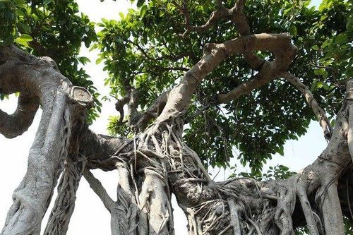 Độc đáo sanh cổ thế 'khủng' chưa tìm được chủ mới, khiến giới chơi cây cảnh 'sửng sốt'