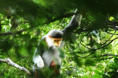 Đà Nẵng: Liên tiếp phát hiện 3 đàn 'Nữ hoàng linh trưởng' tại Khu bảo tồn thiên nhiên Bà Nà – Núi Chúa