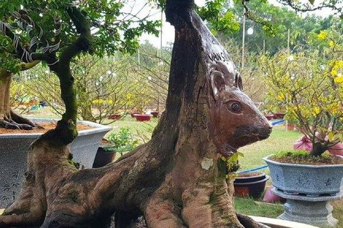 Cận cảnh cây khế thế 'lạ' hình đầu chuột ngộ nghĩnh
