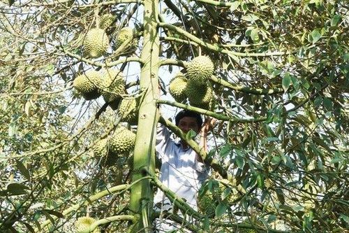 Sầu riêng trái mùa, giá cao kỷ lục