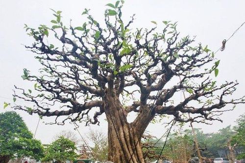 Choáng váng chậu mai chiếu thủy thế lạ 'tạm giam' bằng xích vì sợ trộm