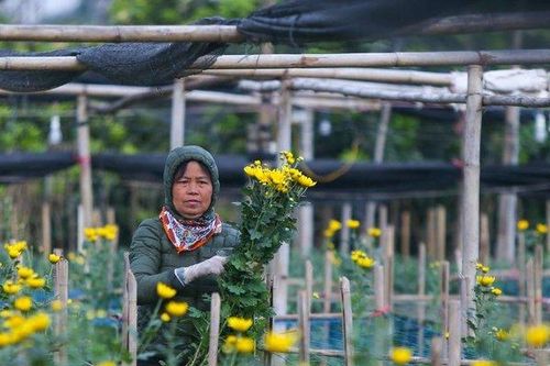 Làng hoa lớn nhất Hà Nội những ngày cận Tết thế nào?
