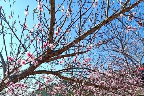 Đào rừng tê liệt: Dân buôn nằm im, nông dân bế tắc lo mất Tết