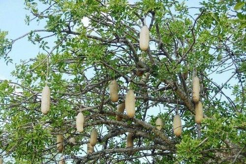 Kỳ lạ quả thiêng 10kg giống cây xúc xích, rơi có thể chết người