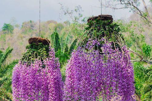 3 loại hoa lan 'đắt xắt ra miếng' những nhà có tiền hay chọn mua dịp Tết