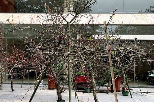 Truy xuất nguồn gốc cây đào: Tuyệt đối không được gây khó khăn cho dân