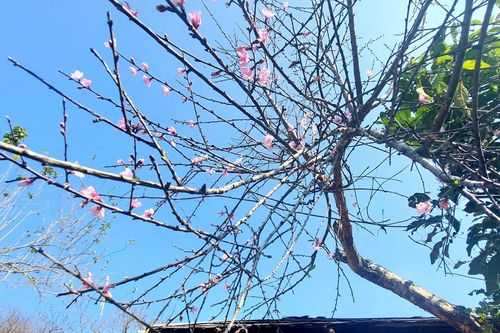 Nghệ An không có đào rừng tự nhiên