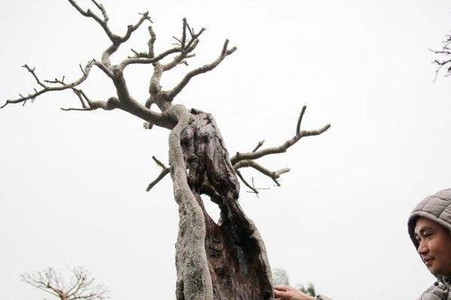 Ngắm những thế cây lạ giá hàng trăm triệu đồng tại Hà Nội