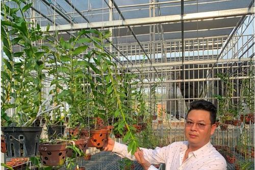 Chủ vườn lan Phạm Thành Luật chia sẻ cách phân biệt lan đột biến