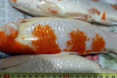 Cô gái 26 tuổi nhận 'gạch đá' vì mang cá Koi đi nấu súp