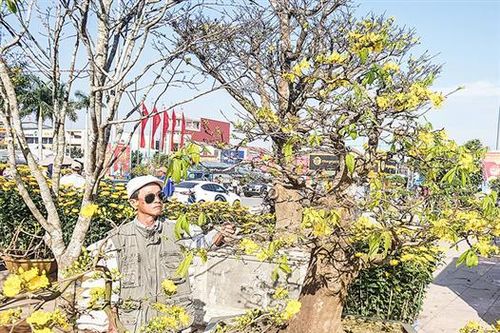 Để những vườn mai không 'lỗi hẹn' với Tết