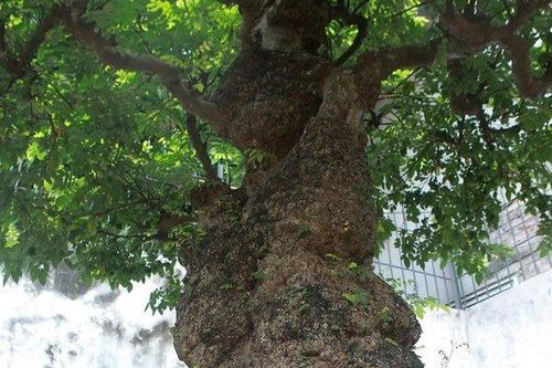 Cây khế cổ 'độc nhất vô nhị' giá tiền tỷ hút người xem