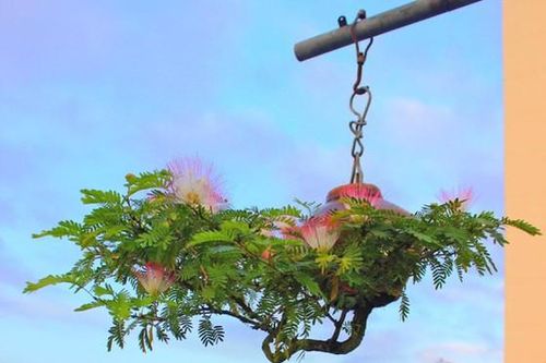 Khám phá vườn bonsai mọc ngược giữa phố