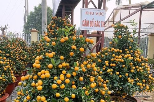 Giá tăng mạnh, lái buôn Thanh Hóa đầu tư hàng trăm triệu mua hoa, cây cảnh bán Tết