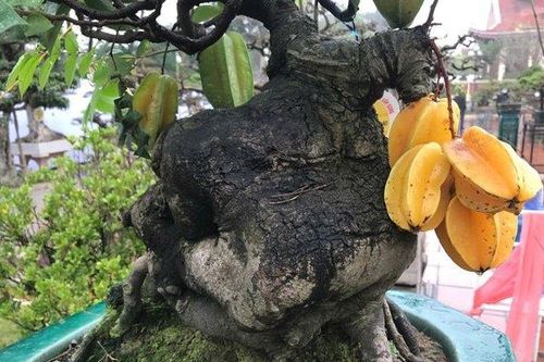 Cận cảnh cây khế 'tí hon' được ngã giá 'khủng' khiến nhiều người chơi choáng váng