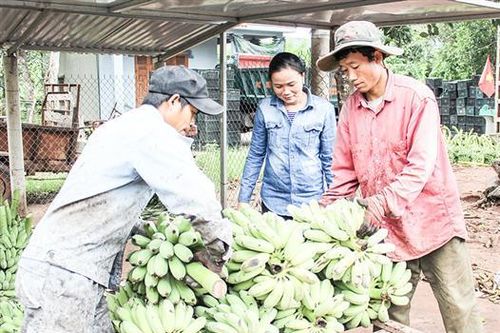 Thị trường tiêu thụ chuối Hướng Hóa còn nhiều khó khăn