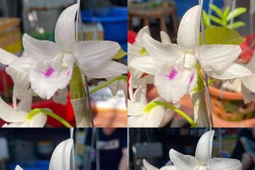Chiêm ngưỡng vẻ đẹp độc đáo của loài lan đột biến 'Đôi mắt Pleiku'