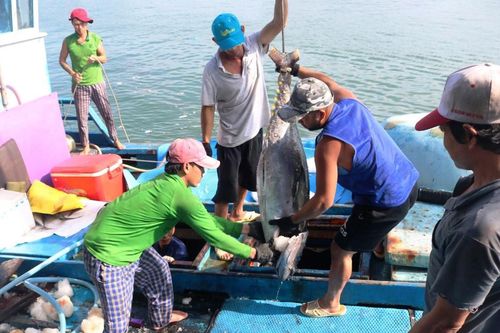 Ngư dân Khánh Hòa trúng đậm cá ngừ đại dương