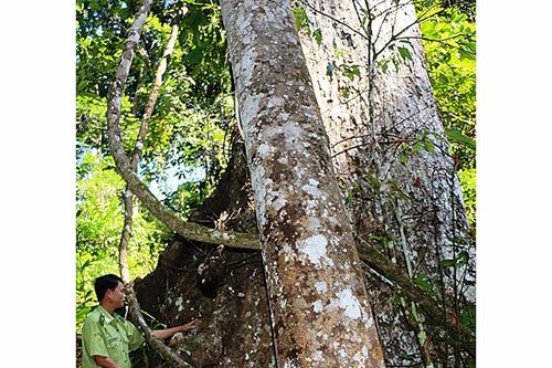 Rừng Pa Tần thêm xanh