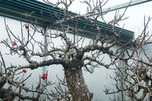 'Đột nhập' vườn đào Thất Thốn giá bạc tỷ ở Hà Nội