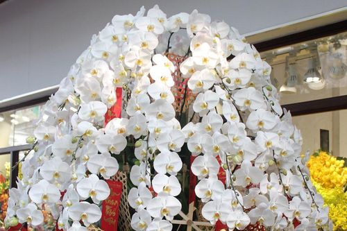 Một triệu đồng mỗi cành lan công chúa 'bay' từ Nhật về