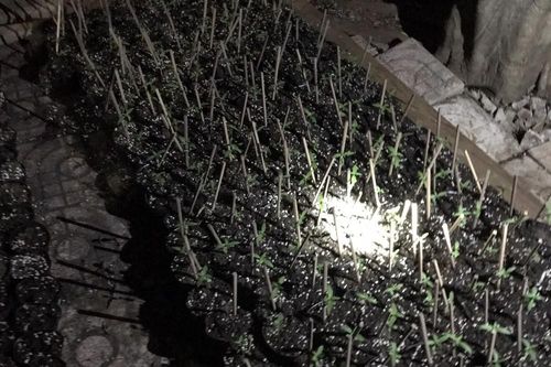 Trồng gần 300 cây cần sa và giữ 2 khẩu súng trong nhà