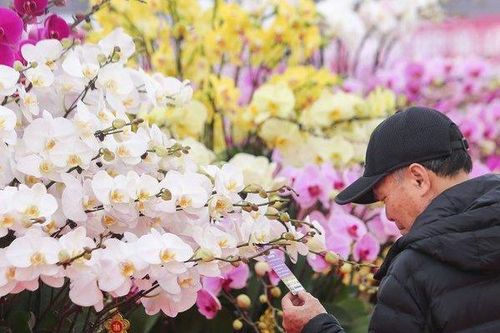 Ngỡ ngàng doanh thu bán lan Hồ Điệp dịp Tết Nguyên Đán, 800 triệu/ngày
