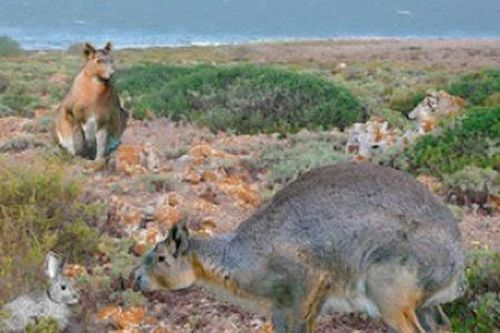 Tìm thấy hóa thạch 'vua thỏ' khổng lồ