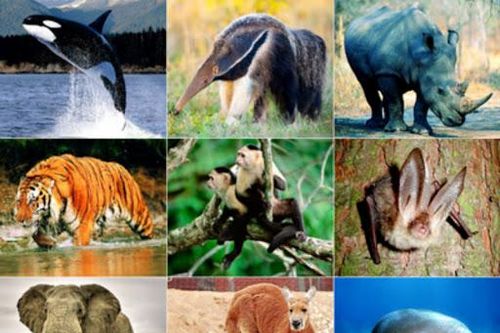 Loài động vật hoang dã nào phải dừng nhập khẩu?