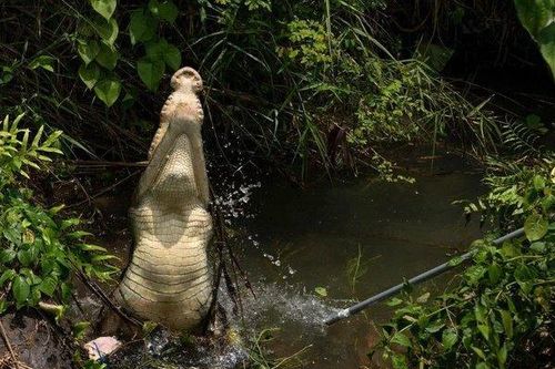 Người đàn ông bị cá sấu đoạt mạng khi đi câu cá