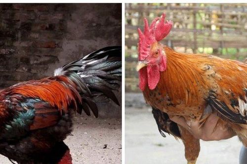 Đọ 'sắc' 2 giống gà quý được ưa chuộng ngày Tết, giá 'trên trời'