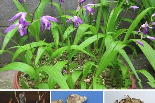 Làm đẹp da bằng phương thuốc cổ truyền