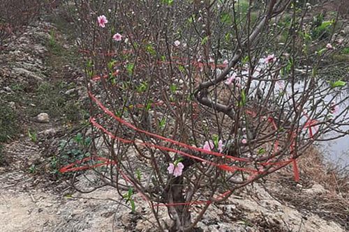 Thương lái hủy mua, đòi tiền đặt cọc: Làng đào Hải Dương kêu cứu