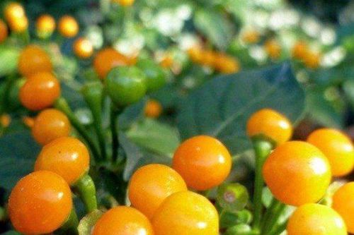 Ớt 'đắt nhất thế giới' thành cây cảnh ở Việt Nam