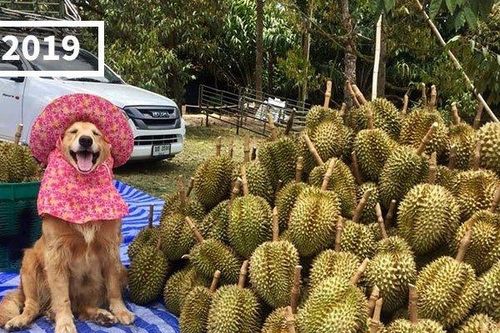 Gặp gỡ chú chó siêu đáng yêu 7 năm theo chủ bán sầu riêng