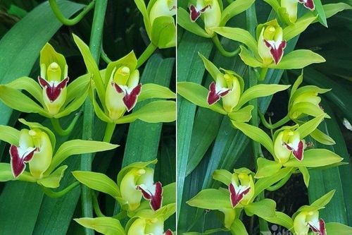 Nhà giàu siết chặt túi tiền, loài lan huyền thoại ế chưa từng có