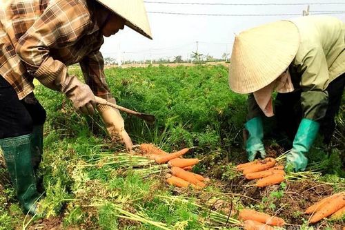 Vắng thương lái, su hào, bắp cải... bế tắc, dân thất thu mùa Tết