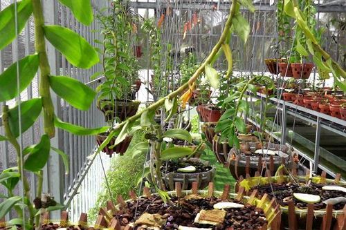 Chiêm ngưỡng vườn lan đột biến quý hiếm ở miền Tây