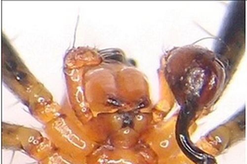Loài nhện trở nên thiện chiến sau khi bị... 'thiến'